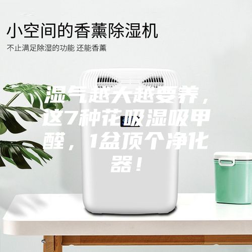 濕氣越大越要養(yǎng)，這7種花吸濕吸甲醛，1盆頂個(gè)凈化器！