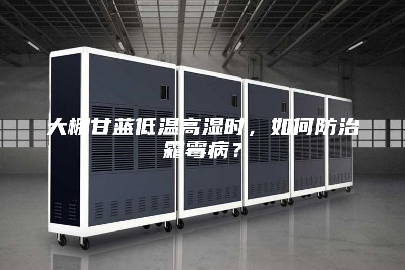 大棚甘藍(lán)低溫高濕時(shí)，如何防治霜霉病？