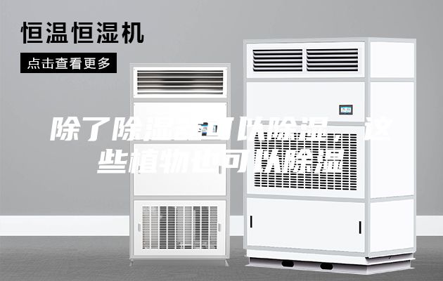 除了除濕器可以除濕，這些植物也可以除濕